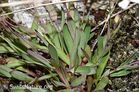 Foto: Felsen-Leimkraut (Silene rupestris). Blätter und Stängel.