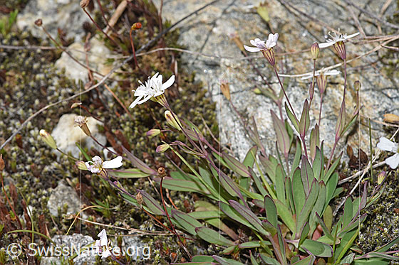 Foto: Felsen-Leimkraut (Silene rupestris). Ganze Pflanze (Habitus). Ganze Pflanze (Habitus).