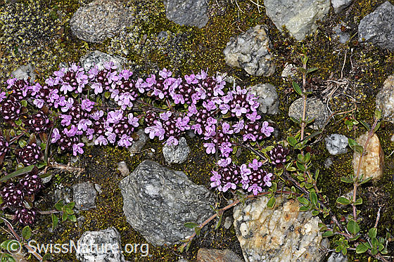 Photo: Thymus praecox ssp. polytrichus. Whole plant (habiti).
Lat.: Thymus praecox ssp. polytrichus
Family: Lamiaceae
Genus: Thymus