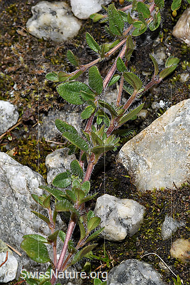 Photo: Thymus praecox ssp. polytrichus. Leaves and stolons.