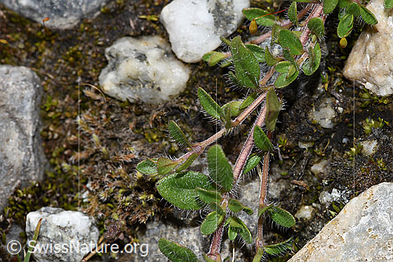 Photo: Thymus praecox ssp. polytrichus. Leaves and stolons.