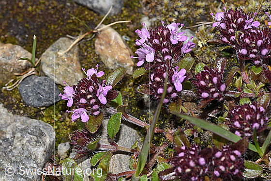Photo: Thymus praecox ssp. polytrichus. Blossoms and stem.