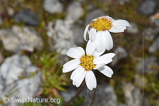 Foto: Gewöhnliche Alpenmargerite (Leucanthemopsis alpina). Blüten. Ansicht von oben.