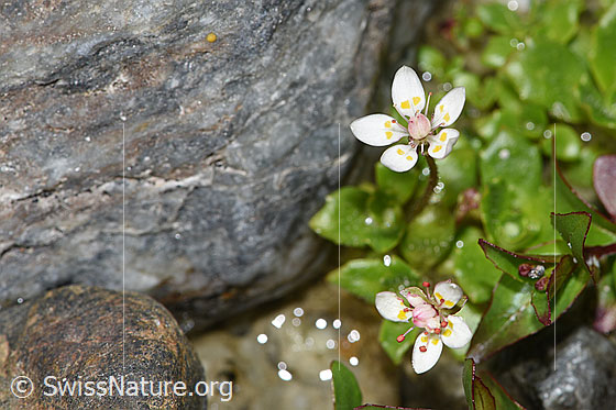 Foto: Sternblütiger Steinbrech (Saxifraga stellaris). Blüten.