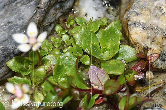 Foto: Sternblütiger Steinbrech (Saxifraga stellaris). Blätter.
