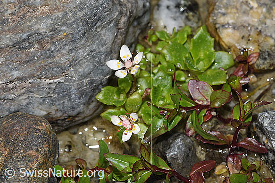 Foto: Sternblütiger Steinbrech (Saxifraga stellaris). Ganze Pflanze (Habitus).