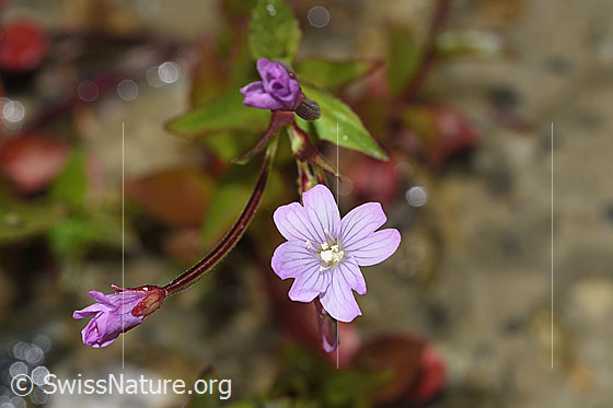 Photo: Epilobium anagallidifolium. Blossom.