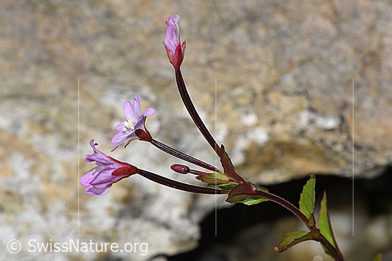 Photo: Epilobium anagallidifolium. Blossoms. View from the side.