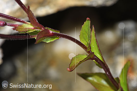 Photo: Epilobium anagallidifolium. Stem and leaves.