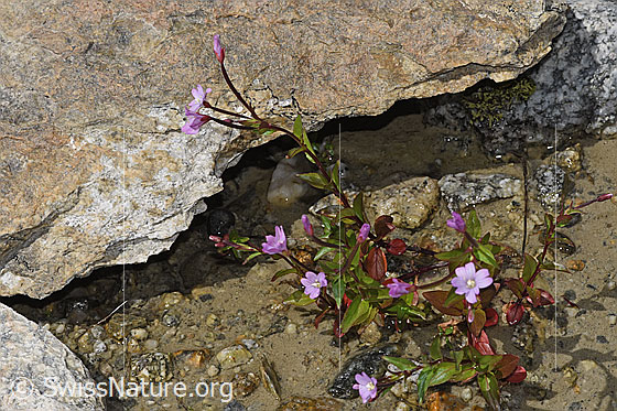 Photo: Epilobium anagallidifolium. Whole plant (habiti). Height: 15cm.