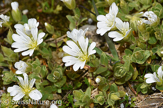 Foto: Einblütiges Hornkraut (Cerastium uniflorum). Ganze Pflanze (Habitus). Höhe = 4cm.