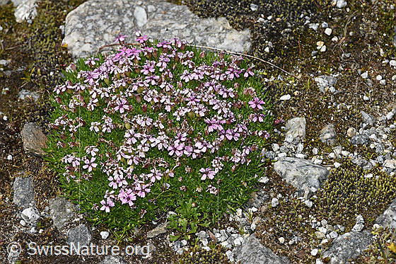 Foto: Kalk-Polsternelke (Silene acaulis). Ganze Pflanze (Habitus).
