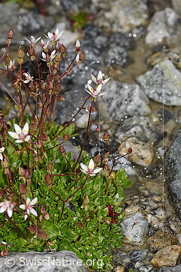 Foto: Sternblütiger Steinbrech (Saxifraga stellaris). Ganze Pflanze (Habitus).