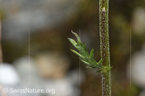 Photo: Achillea erba-rotta ssp. moschata. Stem and Stem leaf.