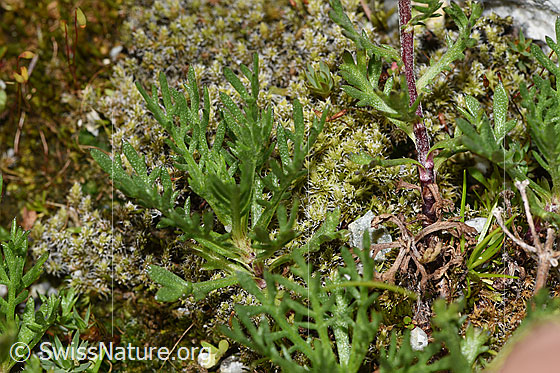 Photo: Achillea erba-rotta ssp. moschata. Leaves.