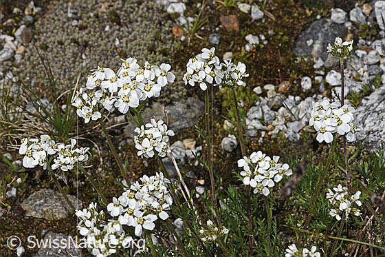 Foto: Moschus-Schafgarbe (Achillea erba-rotta ssp. moschata). Ganze Pflanze (Habitus).