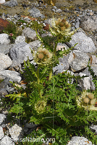 Photo: Cirsium spinosissimum. Whole plant (habiti).