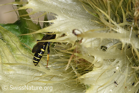 Photo: Crabro peltatus on Cirsium spinosissimum. View from side back.