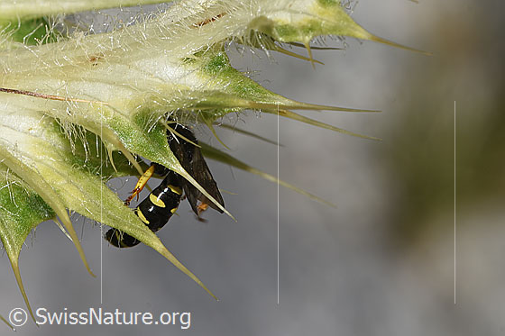 Photo: Crabro peltatus on Cirsium spinosissimum). View from the side.