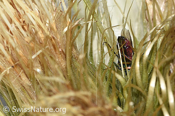 Photo: Probably Cuckoo wasp (from the Chrysis ignita group) on Cirsium spinosissimum. Length 7 - 10mm. Male. Rear part of the body from the side.