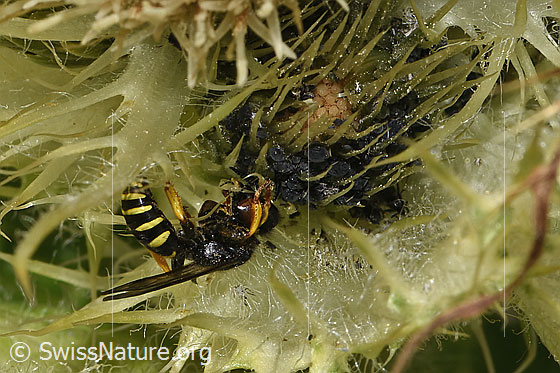 Photo: Crabro peltatus on Cirsium spinosissimum. Male. View from the side. Dark aphids can be seen in front of the wasp