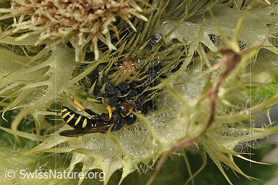 Photo: Crabro peltatus on Cirsium spinosissimum. Male. View from the side.