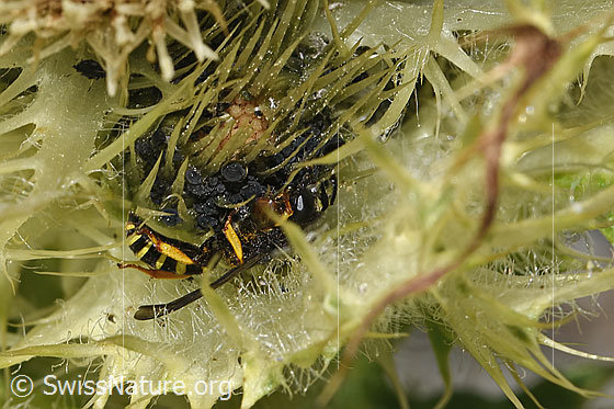 Photo: Crabro peltatus on Cirsium spinosissimum. Male. View from the side.