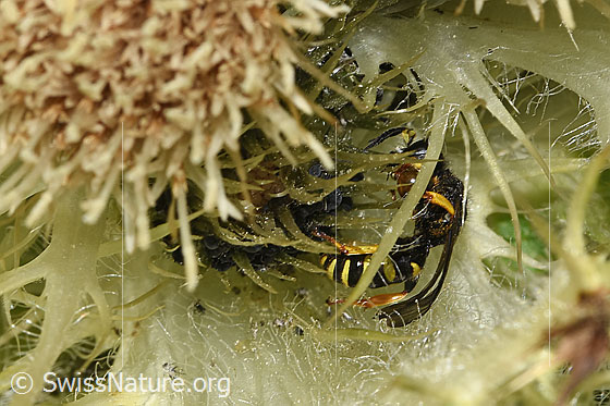 Photo: Crabro peltatus on Cirsium spinosissimum. Male. View from the side.