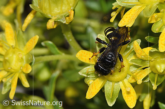 Foto: Crabro peltatus (Grabwespe) auf Bewimpertem Steinbrech (Saxifraga aizoides). Länge 12mm. Männchen. Ansicht von oben.