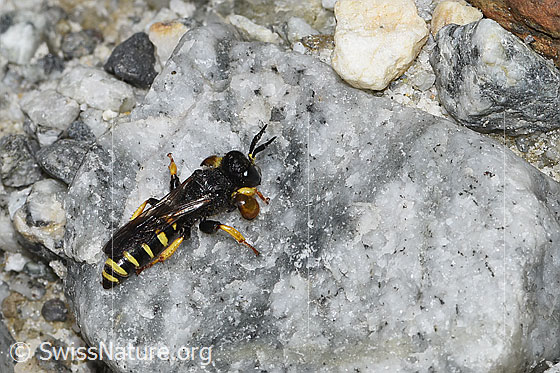 Photo: Crabro peltatus. Length 12mm. Male. View from diagonally above.