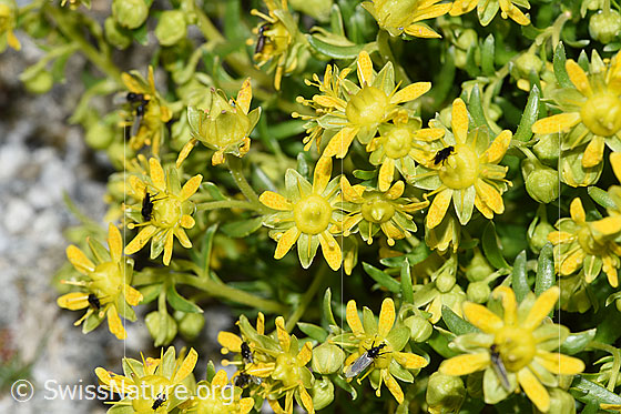 Foto: Bewimperter Steinbrech (Saxifraga aizoides). Blüten.