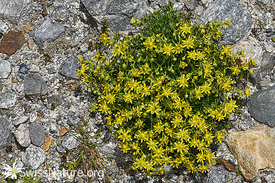 Foto: Bewimperter Steinbrech (Saxifraga aizoides). Ganze Pflanze (Habitus).