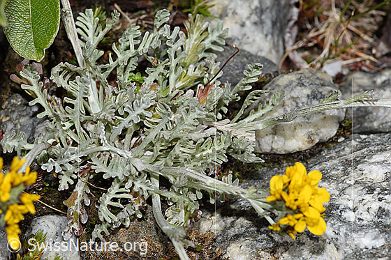 Photo: Senecio incanus. Whole plant (habiti). View from above.