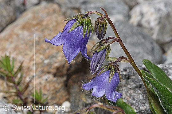 Foto: Bärtige Glockenblume (Campanula barbata). Blüten und Stängel.
