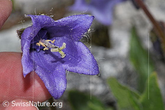 Foto: Bärtige Glockenblume (Campanula barbata). Blick in die Blüte.