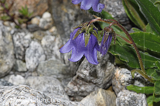 Photo: Campanula barbata. Blossom. View from diagonally above.