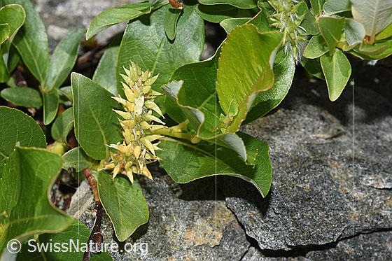 Sal-Weide (Salix caprea)