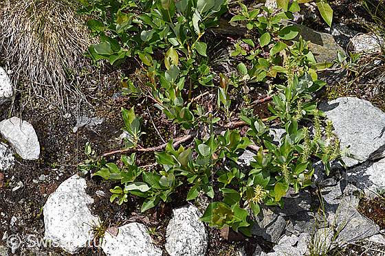 Foto: Sal-Weide (Salix caprea). Ganze Pflanze (Habitus).