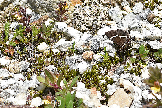 Foto: Wahrscheinlich Pyrausta cingulata (Rüsselzünsler). Flügel halb geöffnet. Ansicht von schräg vorne.