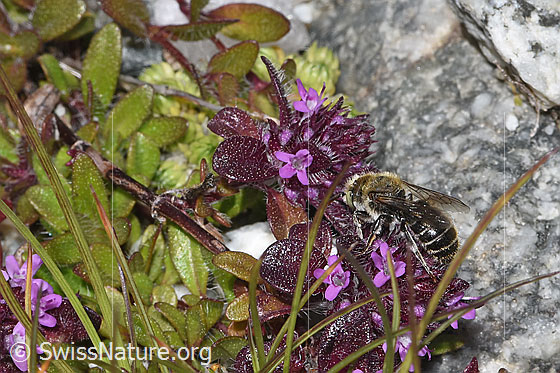 Foto: Wahrscheinlich Hornklee-Felsenbiene (Hoplitis loti) auf Vielhaarigem Thymian (Thymus praecox ssp. polytrichus). Länge 11 - 13mm. Weibchen. Wird auch Osmia loti genannt. Ansicht von seitlich oben.