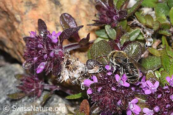 Foto: Wahrscheinlich Hornklee-Felsenbiene (Hoplitis loti) auf Vielhaarigem Thymian (Thymus praecox ssp. polytrichus). Länge 11 - 13mm. Weibchen. Ansicht von oben.