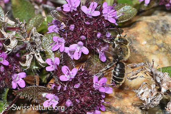 Photo: Probably Hoplitis loti on Thymus praecox ssp. polytrichus. Length 11 - 13mm. Female. Also called Osmia loti. View from the side.