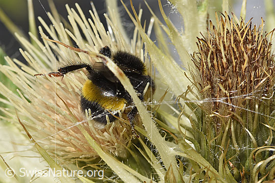 Foto: Heide-Erdhummel (Bombus cryptarum) auf Alpen-Kratzdistel (Cirsium spinosissimum). Ansicht von oben.
