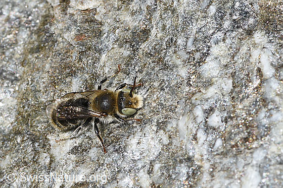 Foto: Wahrscheinlich Hornklee-Felsenbiene (Hoplitis loti). Länge 11 - 13mm. Weibchen. Wird auch Osmia loti genannt. Ansicht von vorne oben.