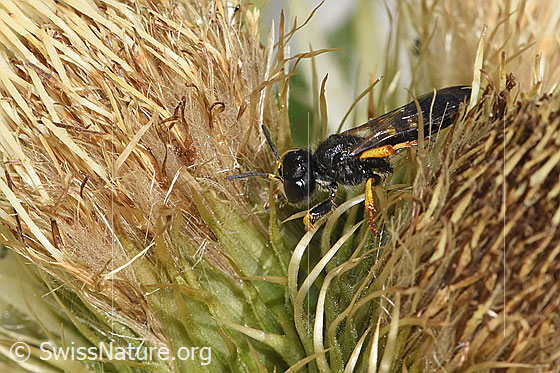 Photo: Crabro peltatus on Cirsium spinosissimum. Length 12mm. Female. View from the side.