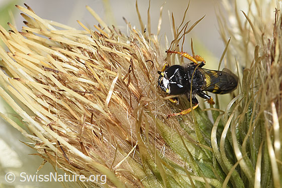 Photo: Crabro peltatus on Cirsium spinosissimum. Length 12mm. Female. View from the front.