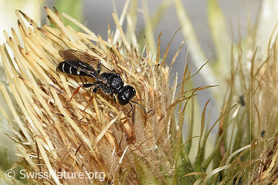 Photo: Probably Crabro alpinus. Female. View from side front.