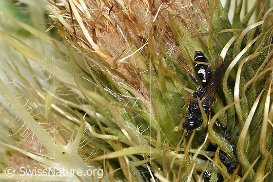 Foto: Wahrscheinlich Crabro alpinus (Grabwespe). Weibchen. Ansicht von der Seite.