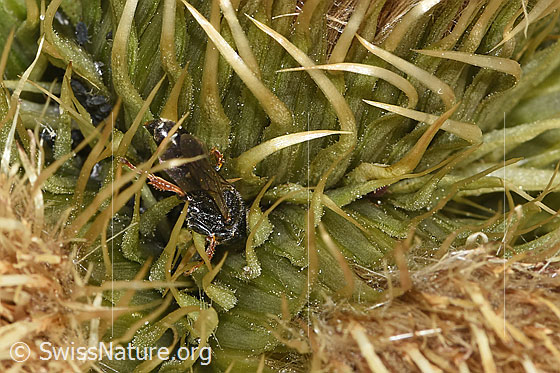 Foto: Wahrscheinlich Crabro alpinus (Grabwespe). Weibchen. Ansicht von hinten.