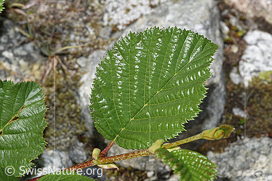 Grün-Erle (Alnus viridis)